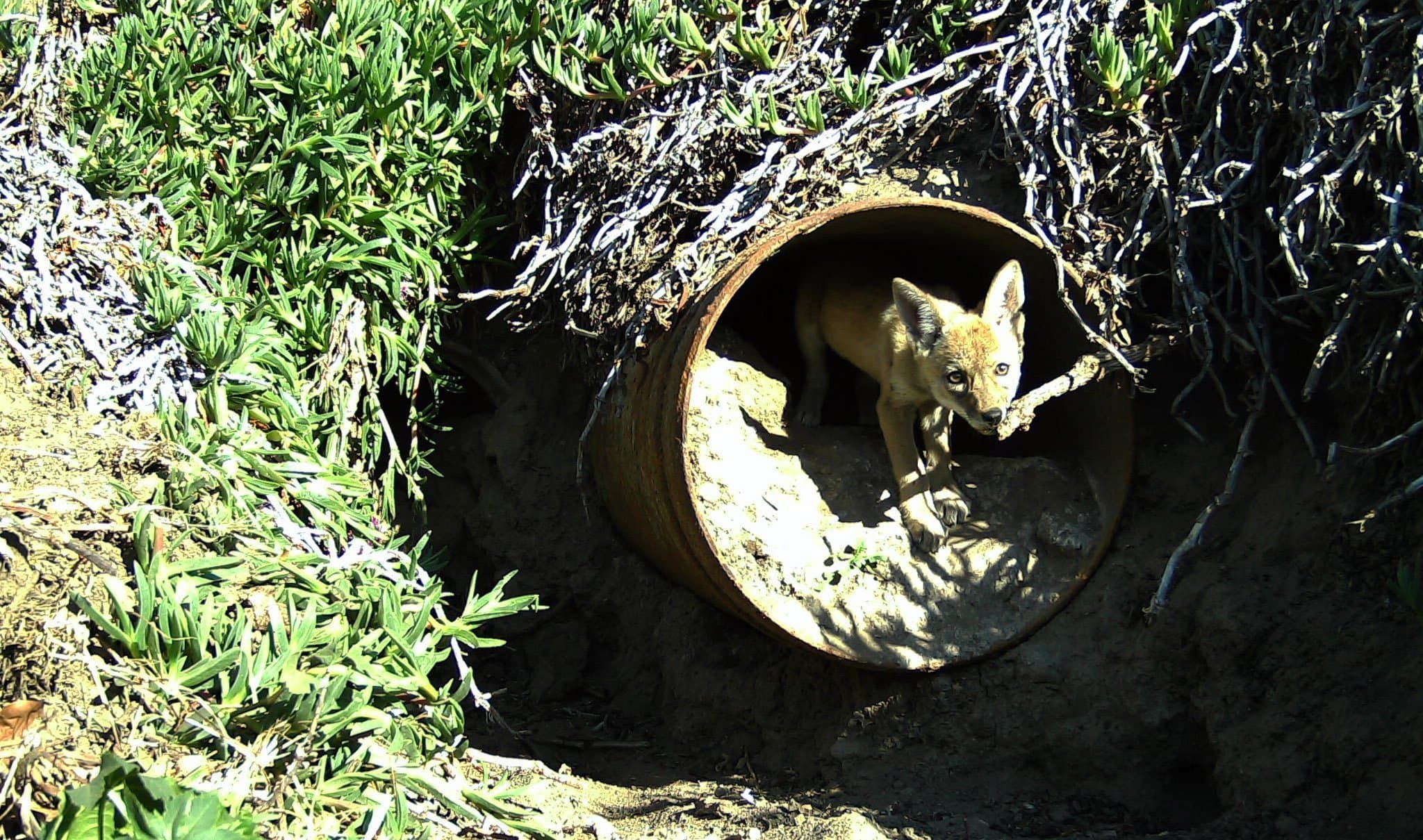New mobile app to track close encounters with coyotes
