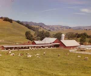 Oak Ridge Angus: 105 Years