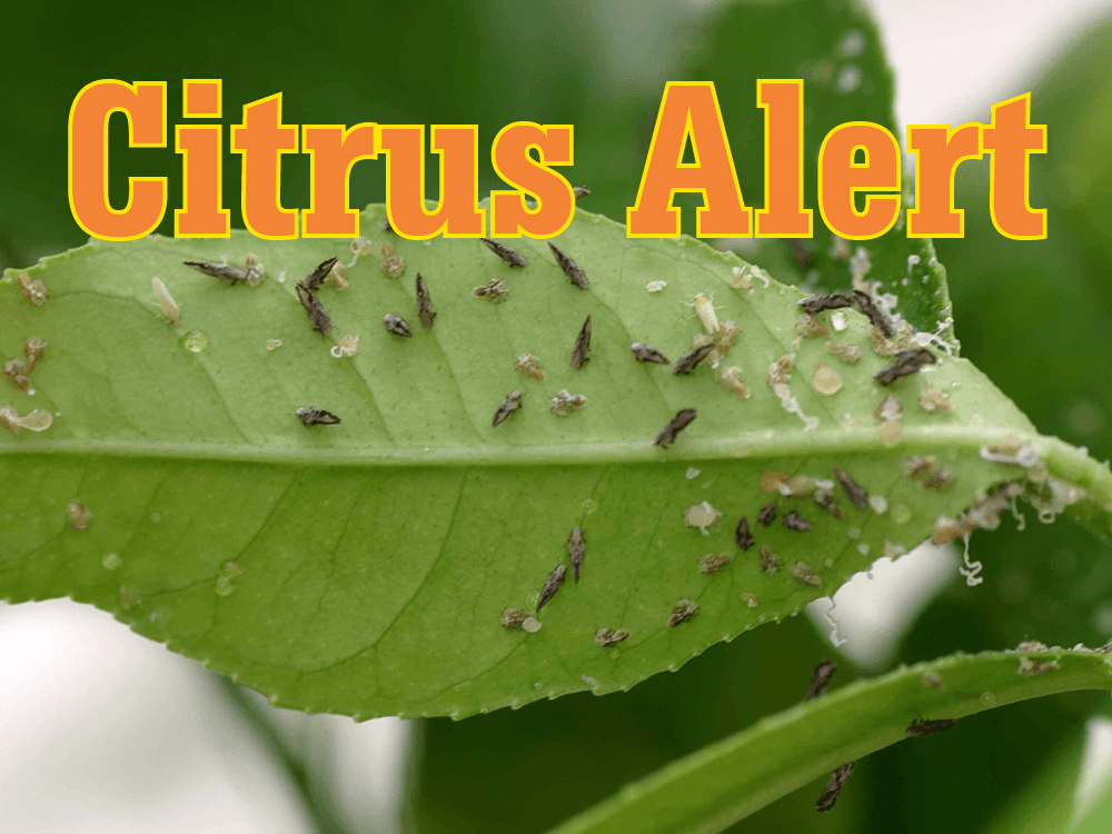 Citrus Disease Huanglongbing Detection And Quarantine In Orange County
