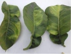How to Check Your Citrus Trees for a Deadly Disease and the Pest that Spreads It