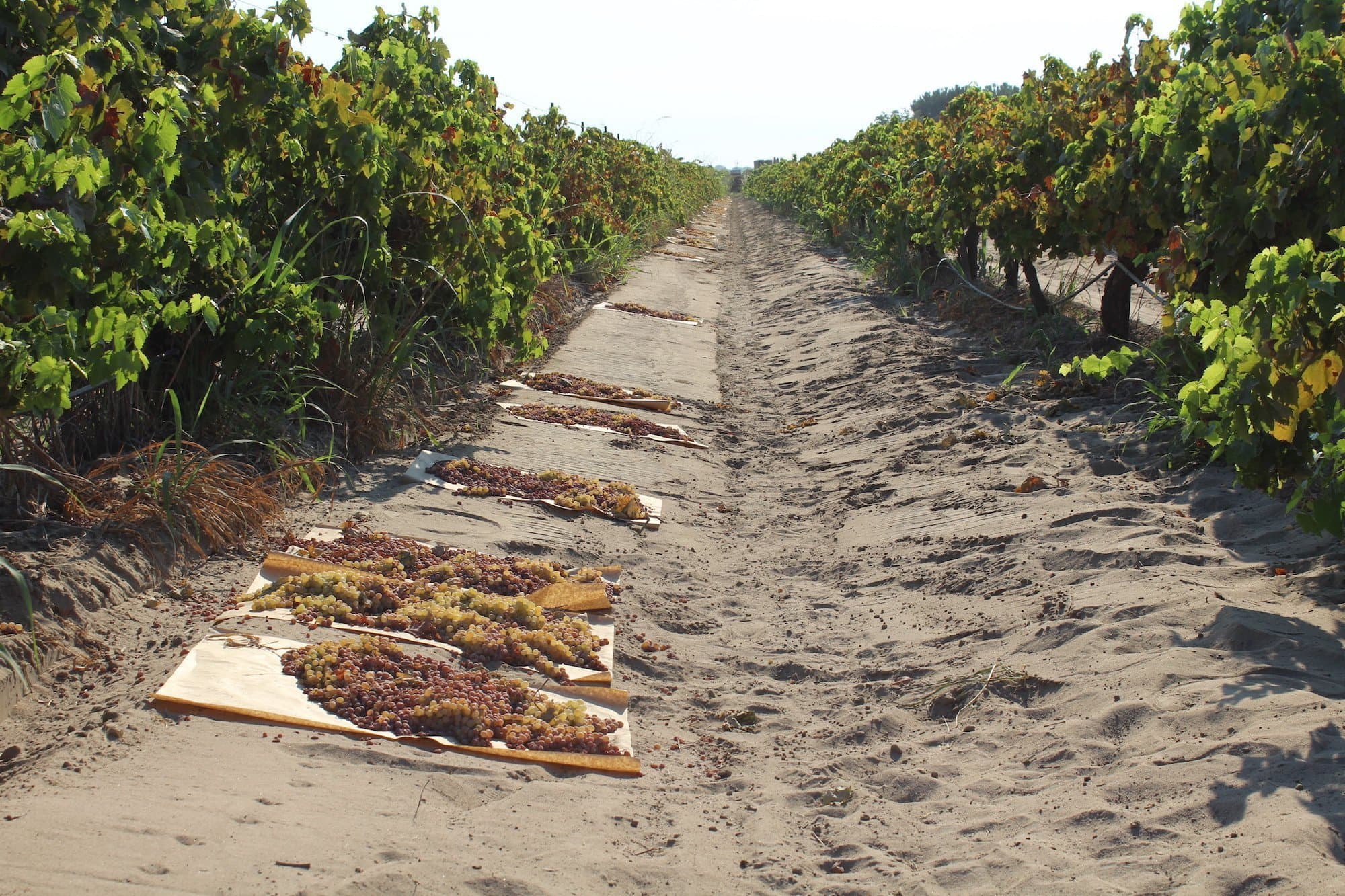 California Raisin Crop Forecast Down, Value Increasing