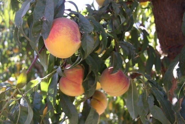 Benefits of Subsurface Drip Irrigation in the Orchard