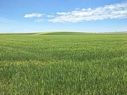 Soft Durum Wheat Opens Door to Expand Food Uses