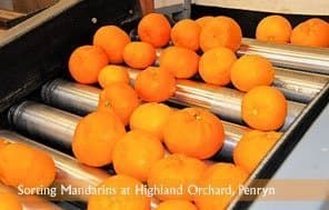 Visit Mountain Mandrin Orchards for Tasty Treats