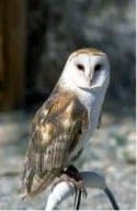Barn Owl Helps Clean Up Rodents Naturally