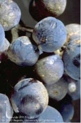 UC IPM’s Farrar Briefs Legislatores on Threats to California Winegrapes