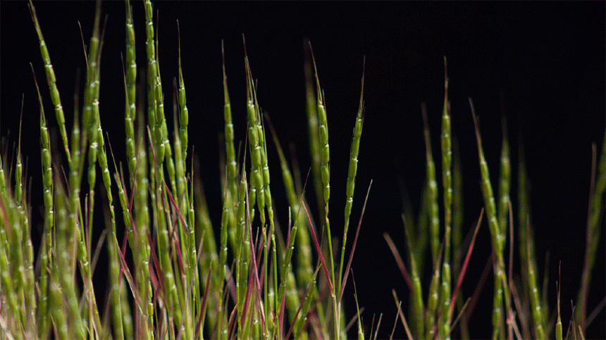 Genome of Wheat Ancestor Sequenced