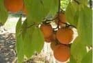 Bringing Persimmons into the Limelight