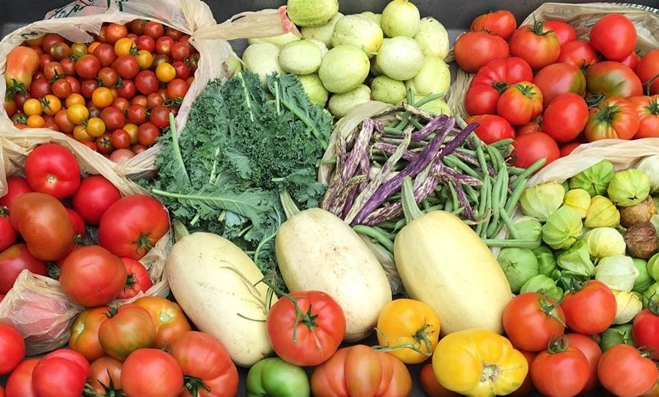 How Farms can Donate Fresh Food for Tax Deductions