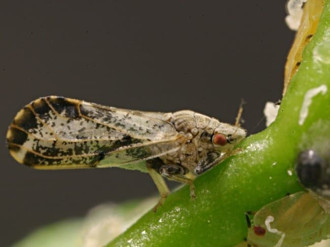 Ground-Breaking Research: Sex Pheromone of Asian Citrus Psyllid Discovered