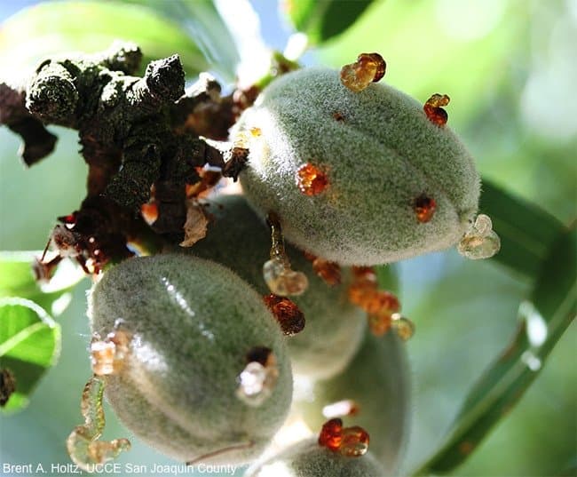 Almond and Walnut Pest Management Guidelines Revised Just in Time for the Holidays