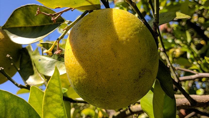 Fresh Citrus at Risk From Devastating Disease