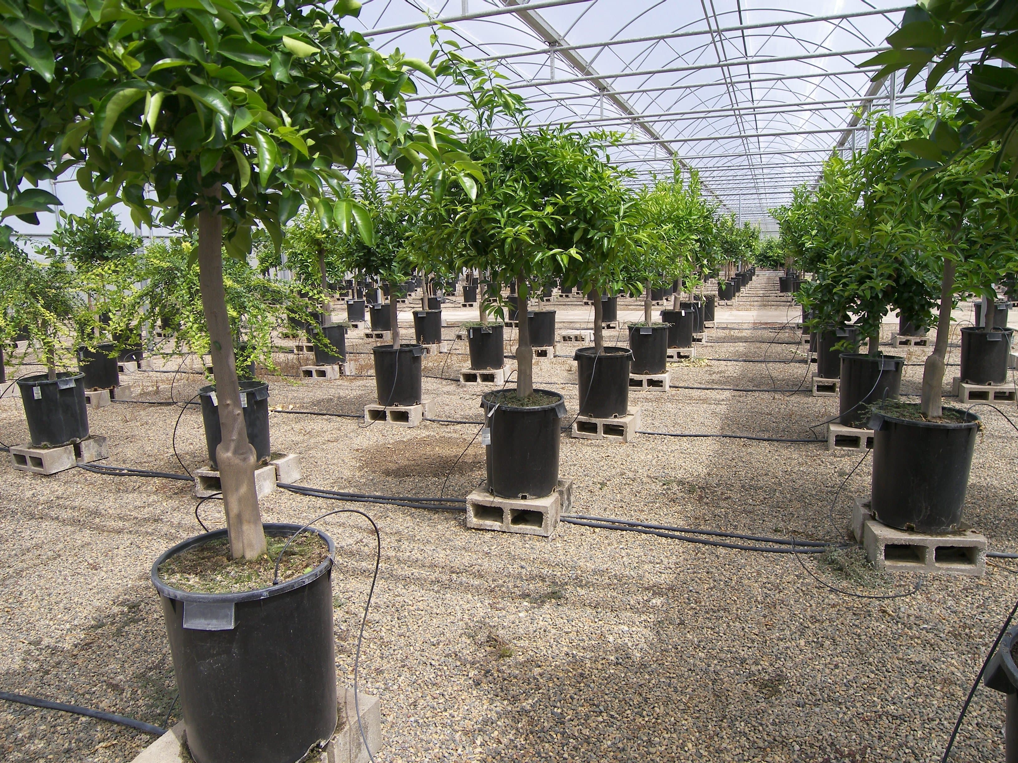 CA Citrus Clonal Protection Program Plays a Key Role in Fighting HLB