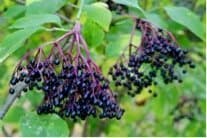 New Project Seeks To Build On The Benefits Of Elderberries