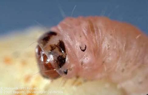 UCCE Verifies Efficacy of Mating Disruption Technology for Navel Orangeworm Control
