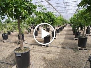 CA Citrus Clonal Protection Program Plays a Key Role in Fighting HLB