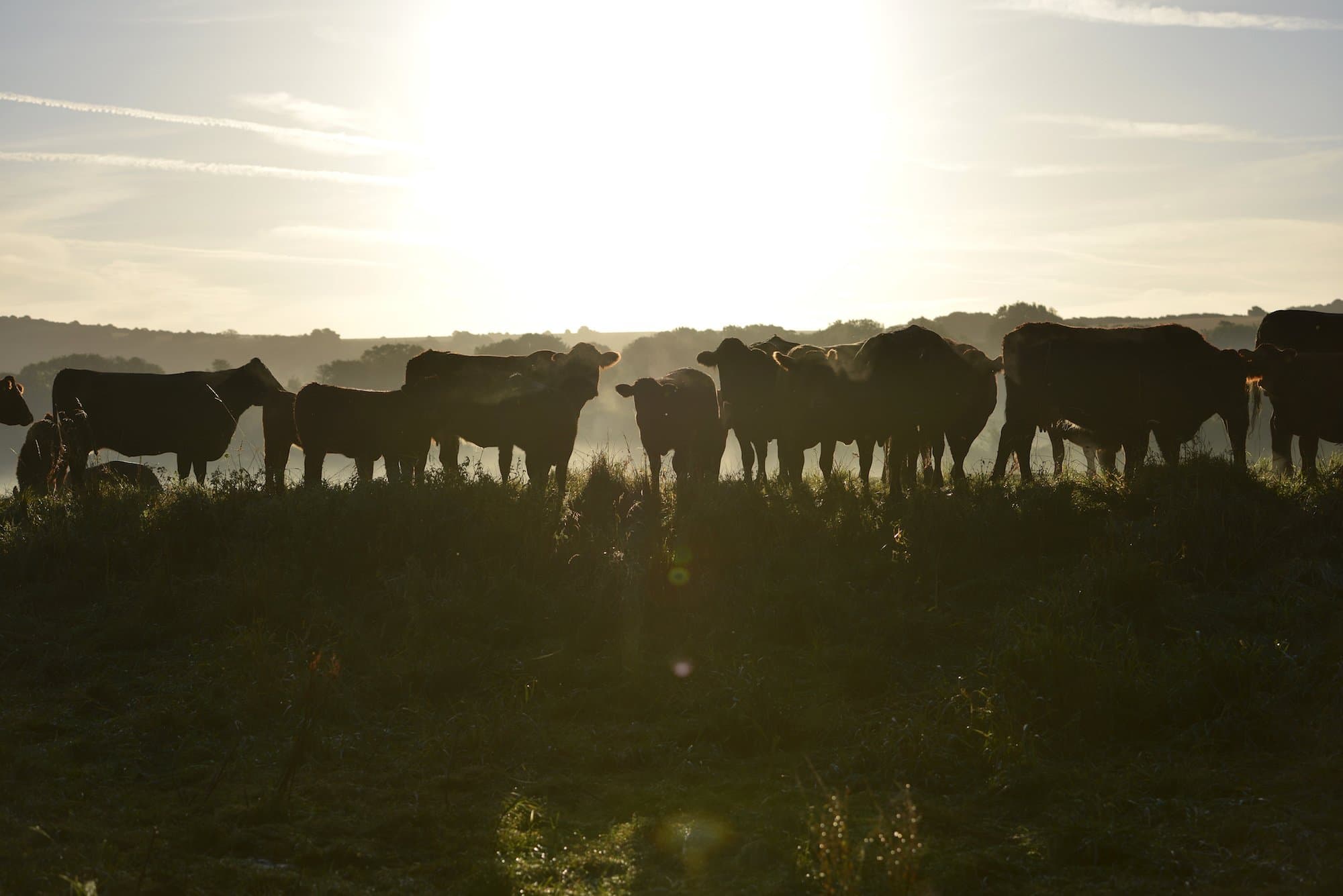 How Dairy Farmers Are Helping Us Meet Our Climate Goals