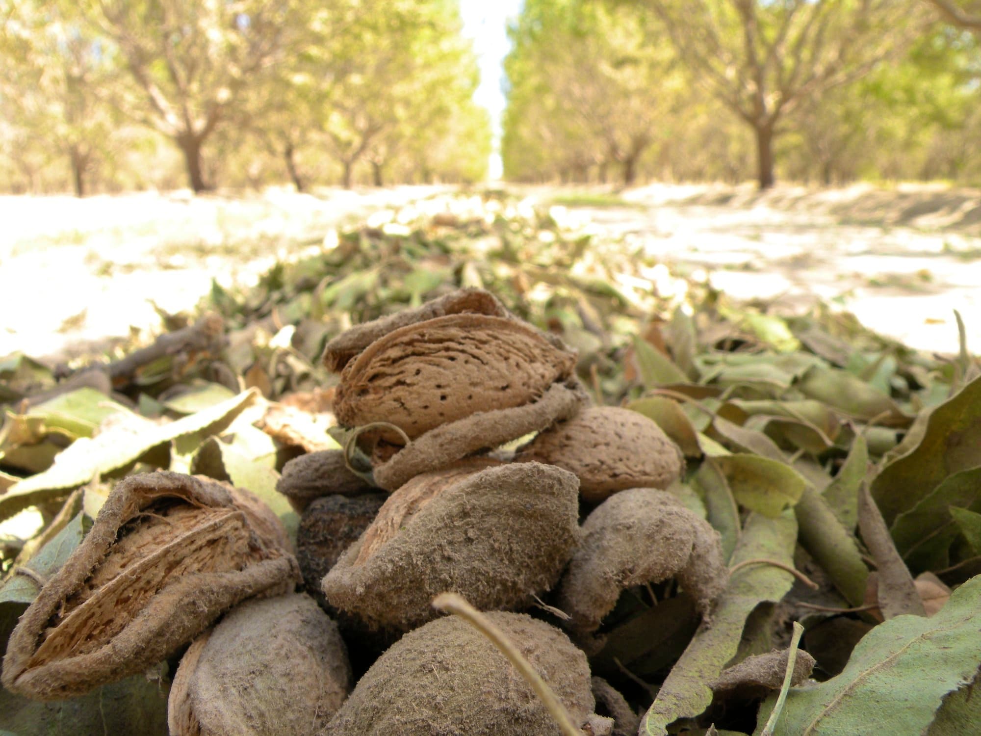 AF36, a New Tool for Controlling Aflatoxin Levels in Nut Crops