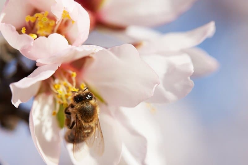 Bees and Almonds: A Mutually Beneficial Relationship – From the Almond Board of California