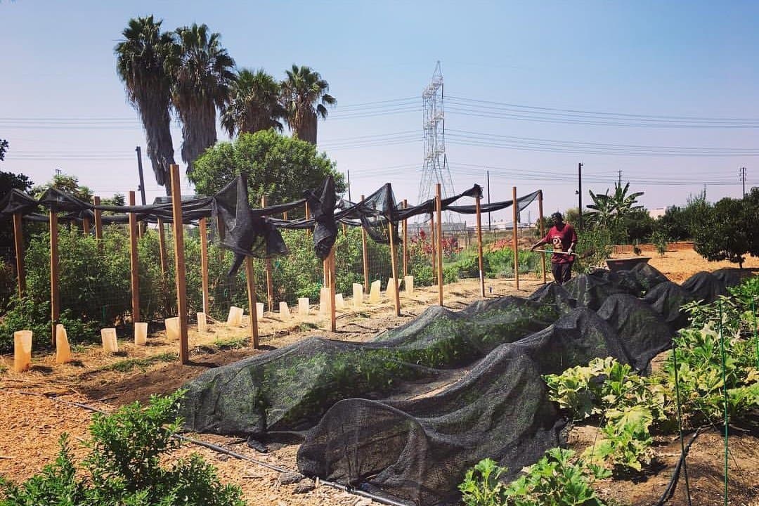 Urban Farming Workshops Start Soon in Sacramento and San Diego