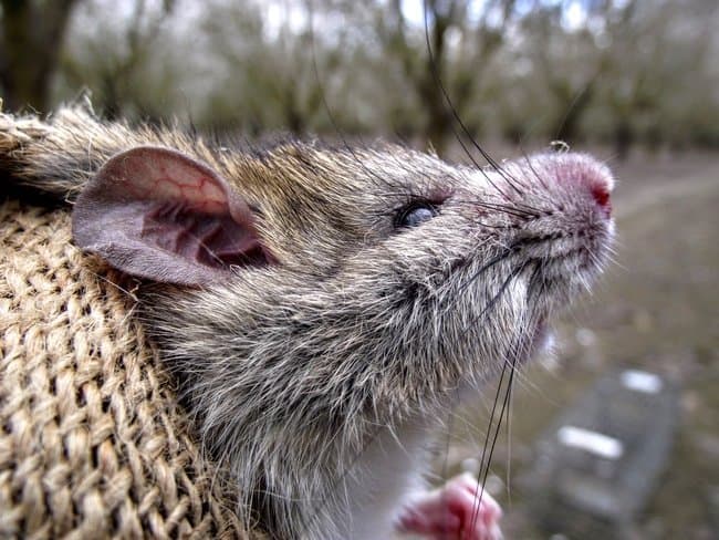 Roof Rats Unnerve Farm Workers, Damage Orchard Crops