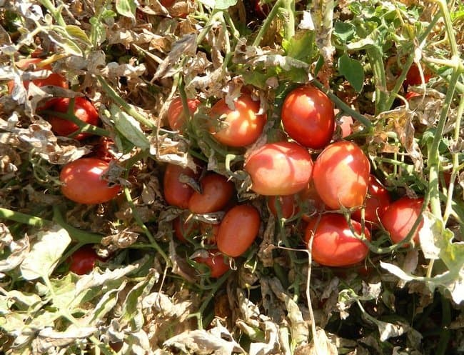 UC Agricultural Issues Center Releases Cost Estimates For Growing Processing Tomatoes