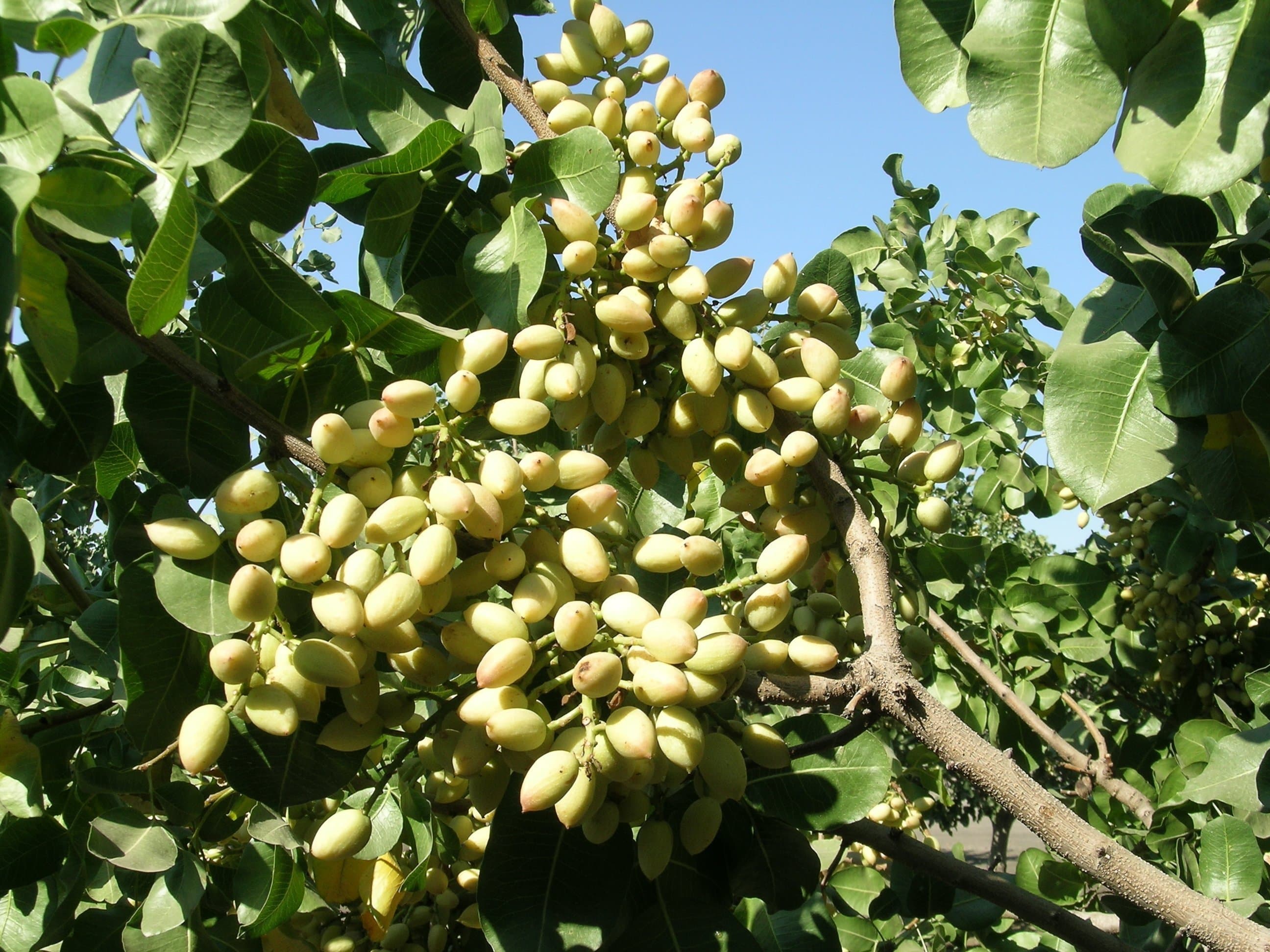 New Early ‘Gumdrop’ Pistachio Variety is Finally Here