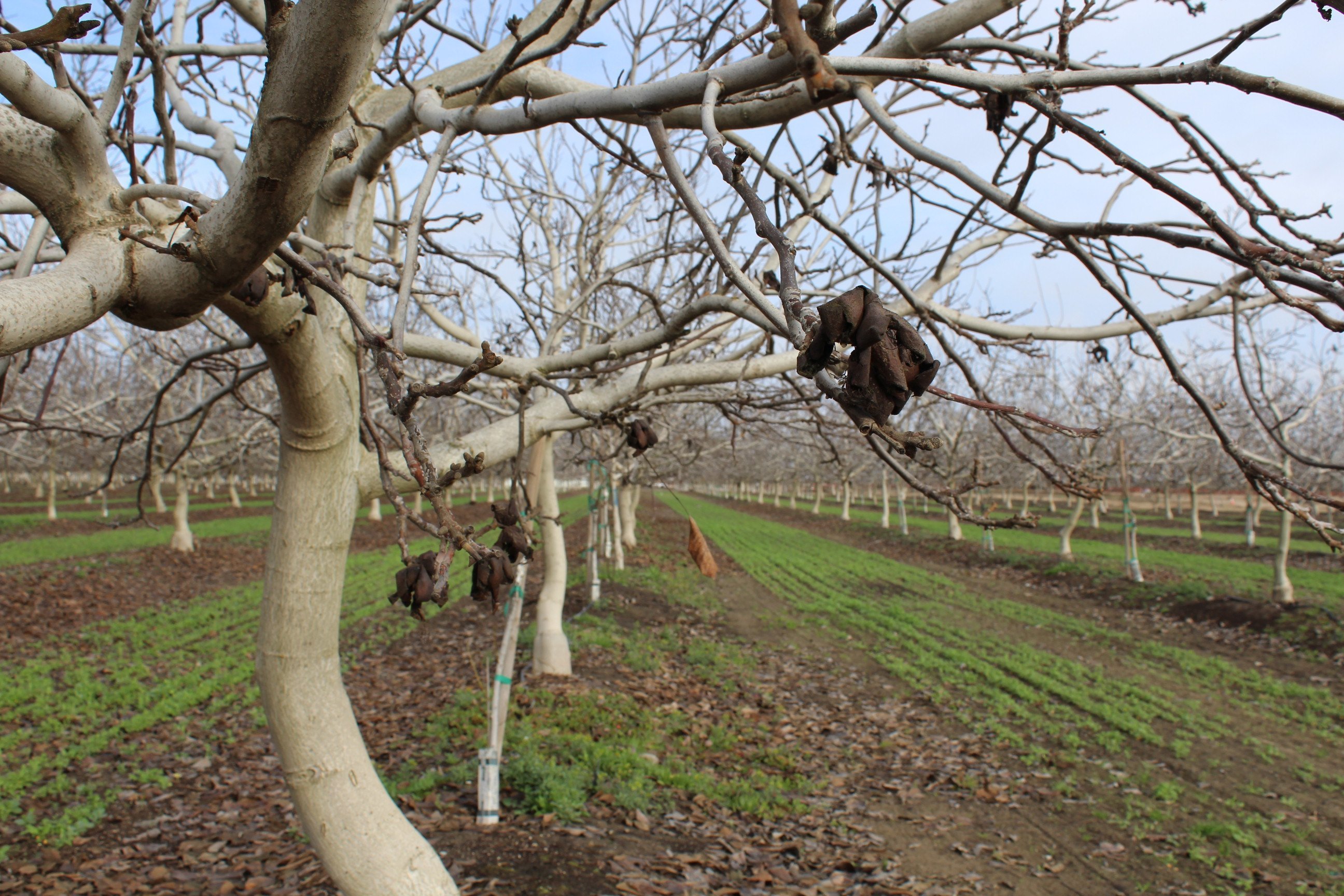 Sterile Insect Technology for Navel Orangeworm Control Field Trials Begin