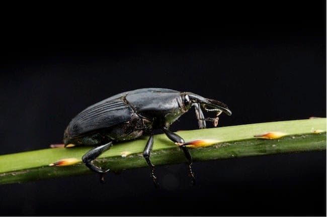 South America Palm Weevil is Killing Palm Trees in Southern California