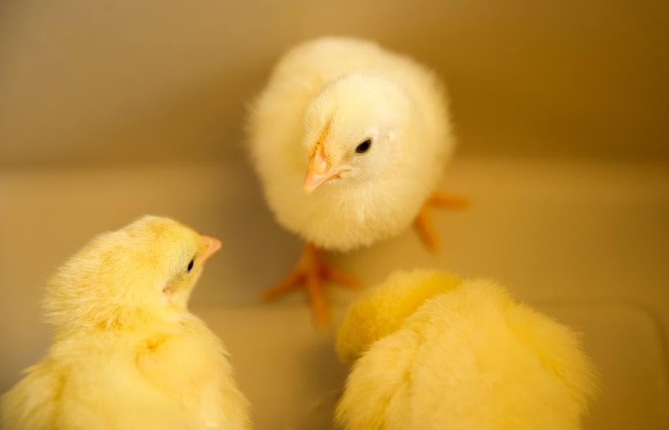 Backyard Chickens Need More Regulation