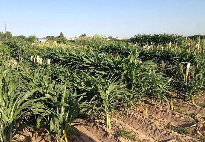 Microbes Associated with Plant Roots Could be a Key to Helping Plants Survive Drought