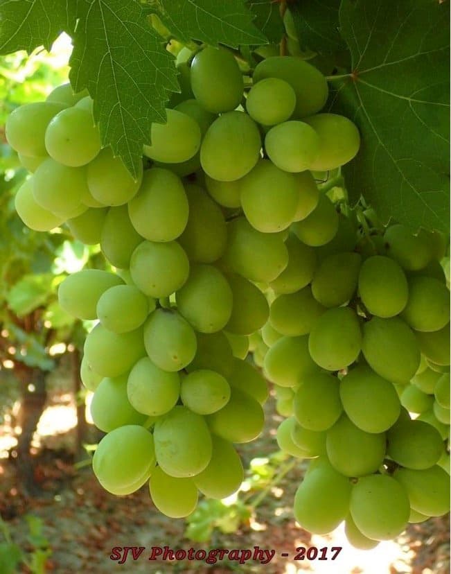 New Labor Laws Factored Into UC Cost Studies for Table Grape Production