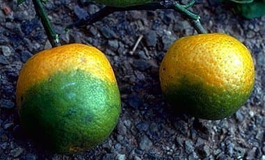 A Reminder That It Only Takes One Person To Spread Invasive Pests