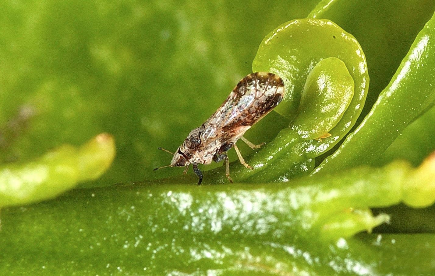 Research Reveals a New Direction for Halting the Citrus Greening Epidemic