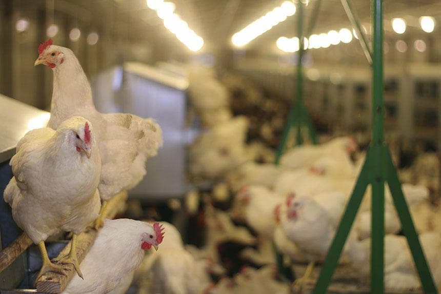 Can We Better Prepare Hens for Cage-Free Living?