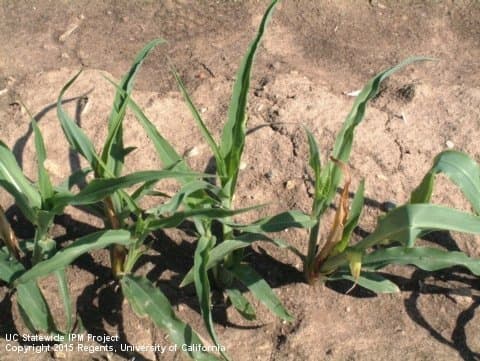 Diagnosing Herbicide Symptoms Course, July 10-11