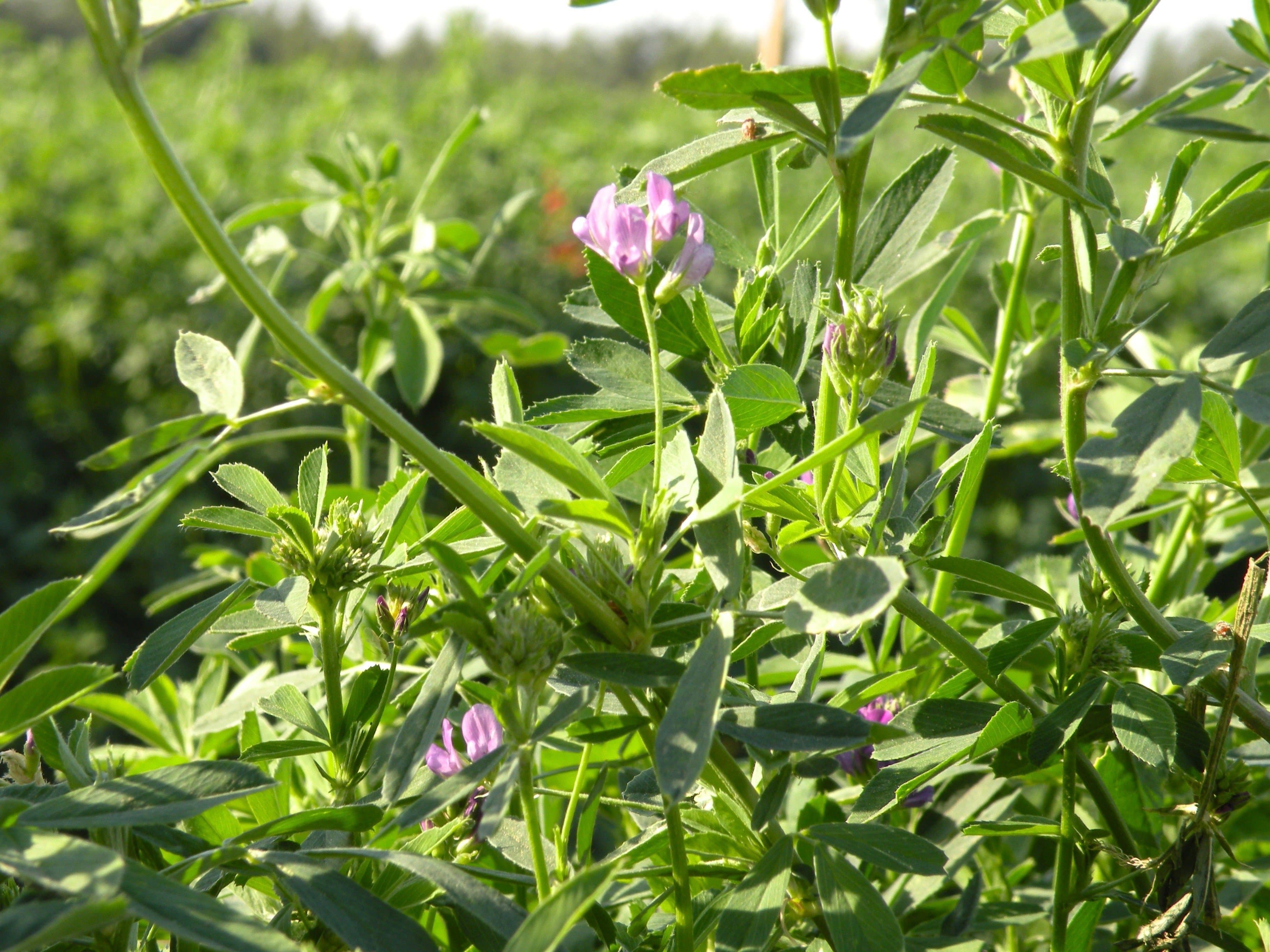 Alfalfa Project Reports Massive Water Savings