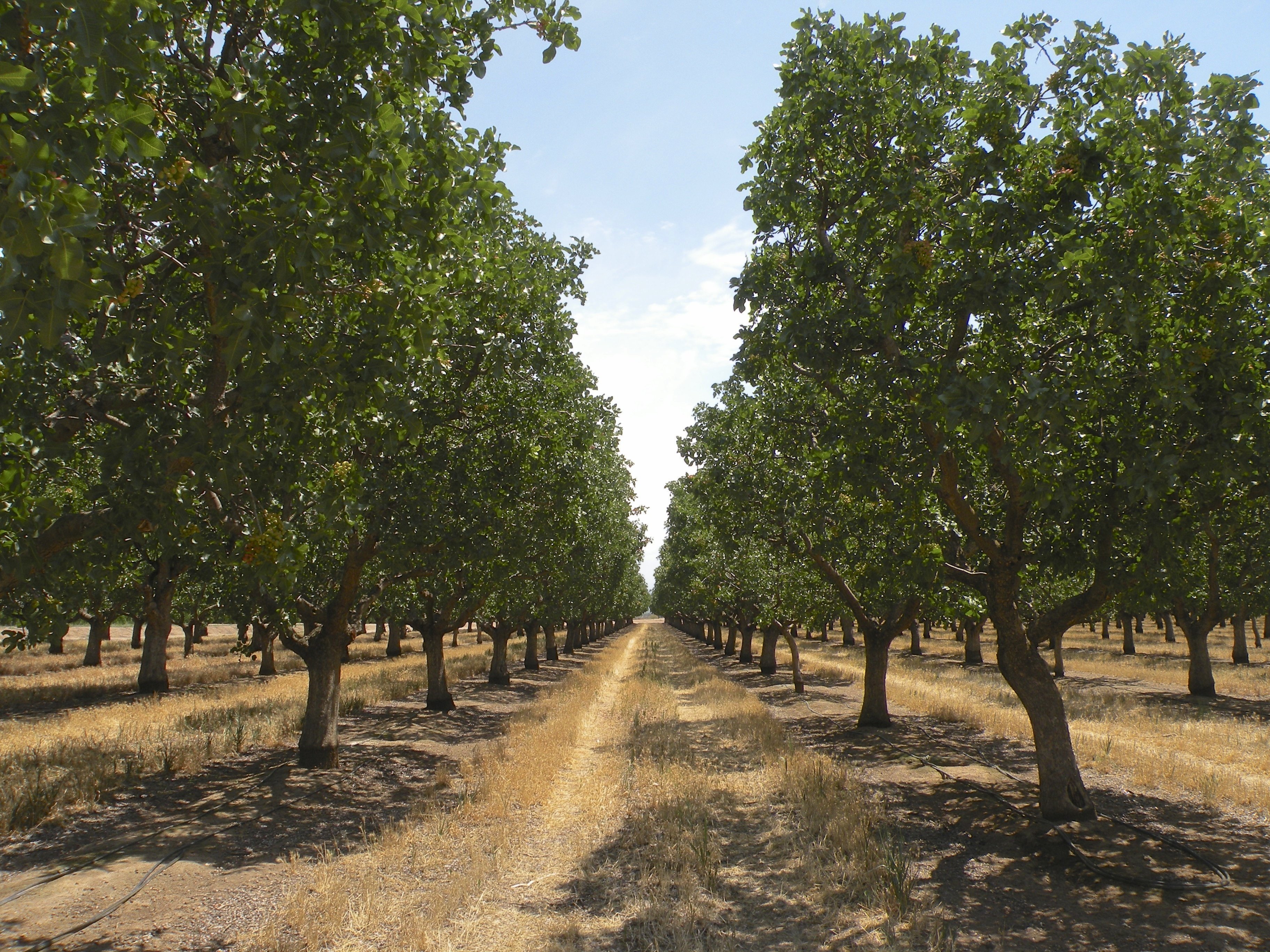 USDA-FSA Approves Pistachio Bushy Top Syndrome for Natural Disaster Assistance