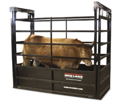 5 Tips for Using Livestock Scales Effectively for Weighing Animals