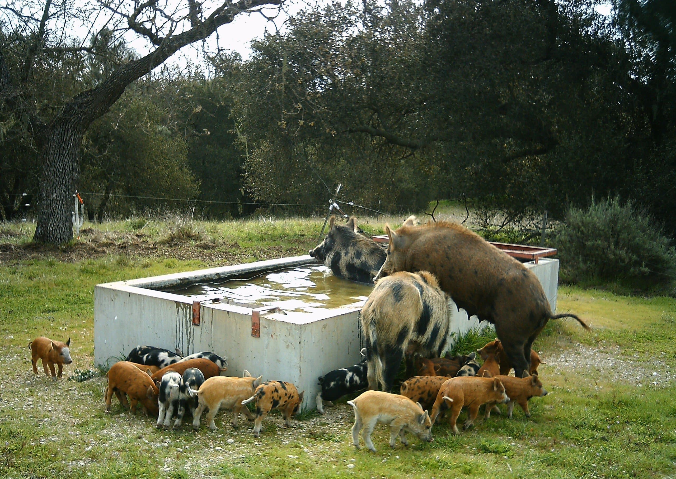 Dealing with Wild Pig Pests on the Farm