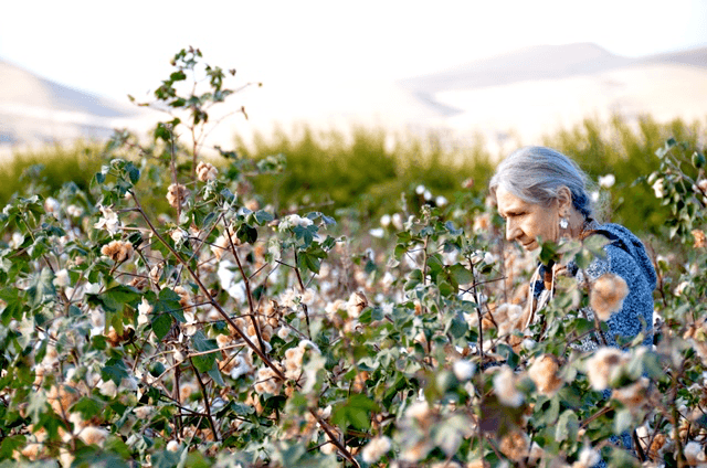 Farm Tours Offers Rare Insight into Cotton Industry
