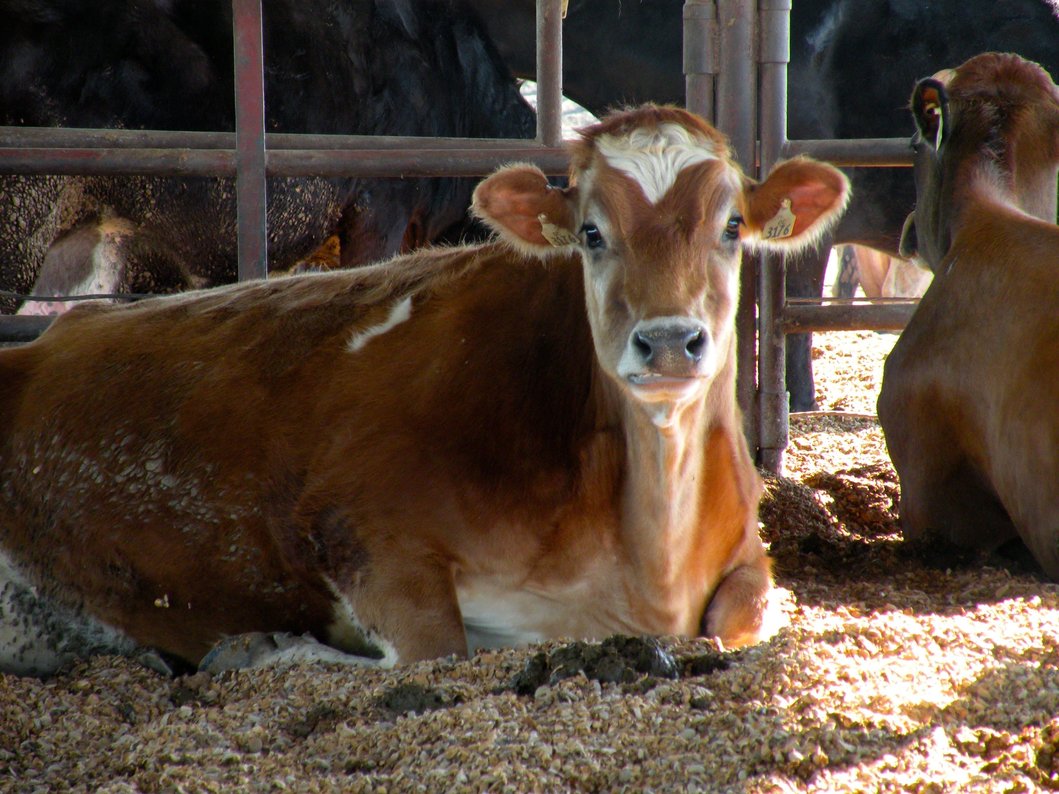 Getting the Facts Straight on Dairies