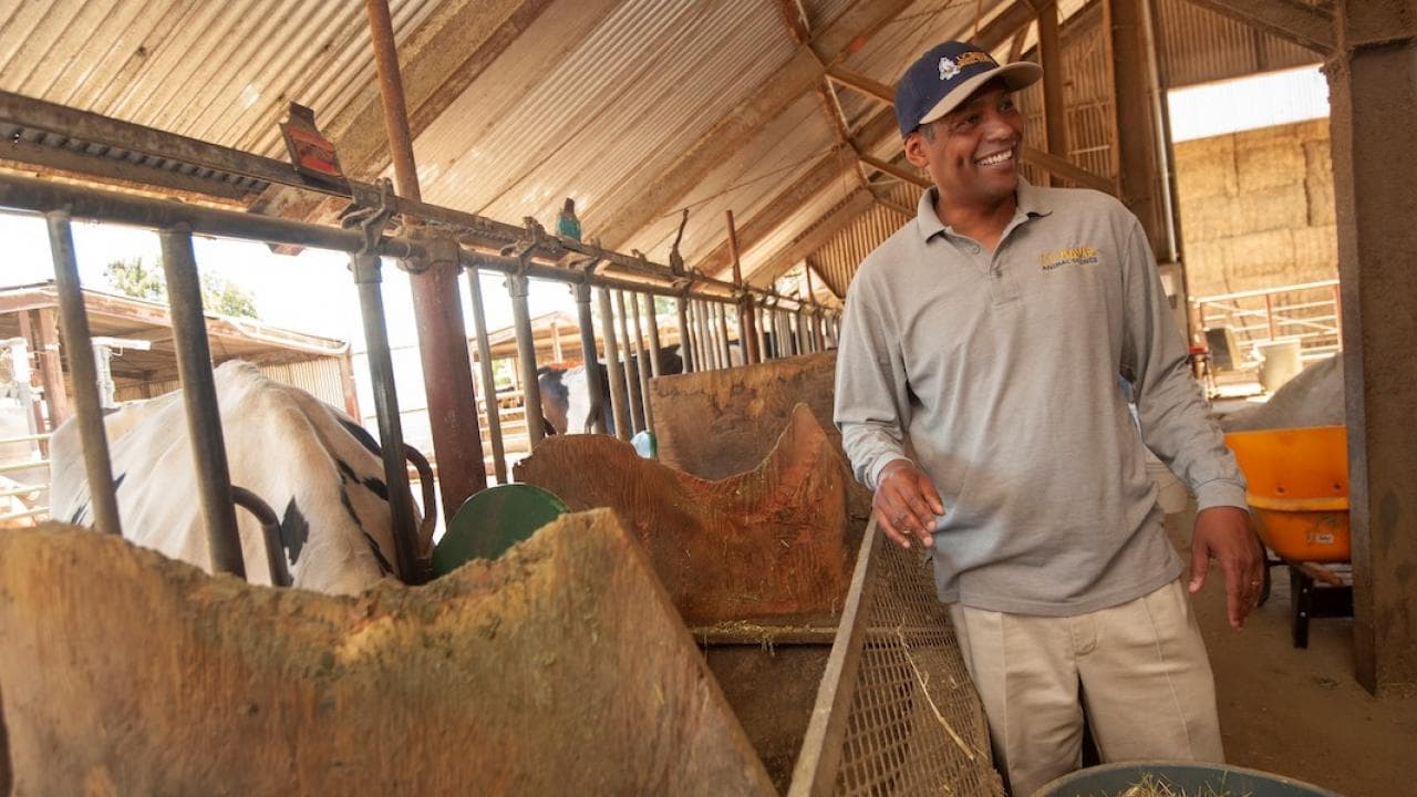 Reducing Cow Emissions with a Seaweed Diet
