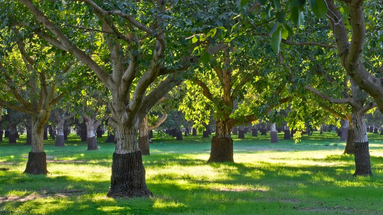 Building Demand for California Walnuts as Production Increases