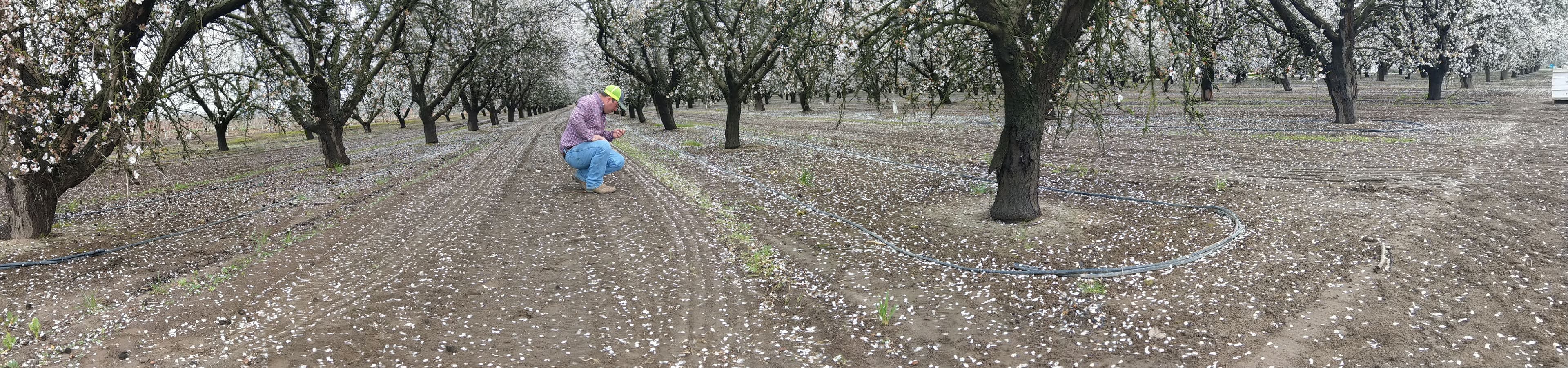 Using the Sun & Agricultural Waste to Control Pests