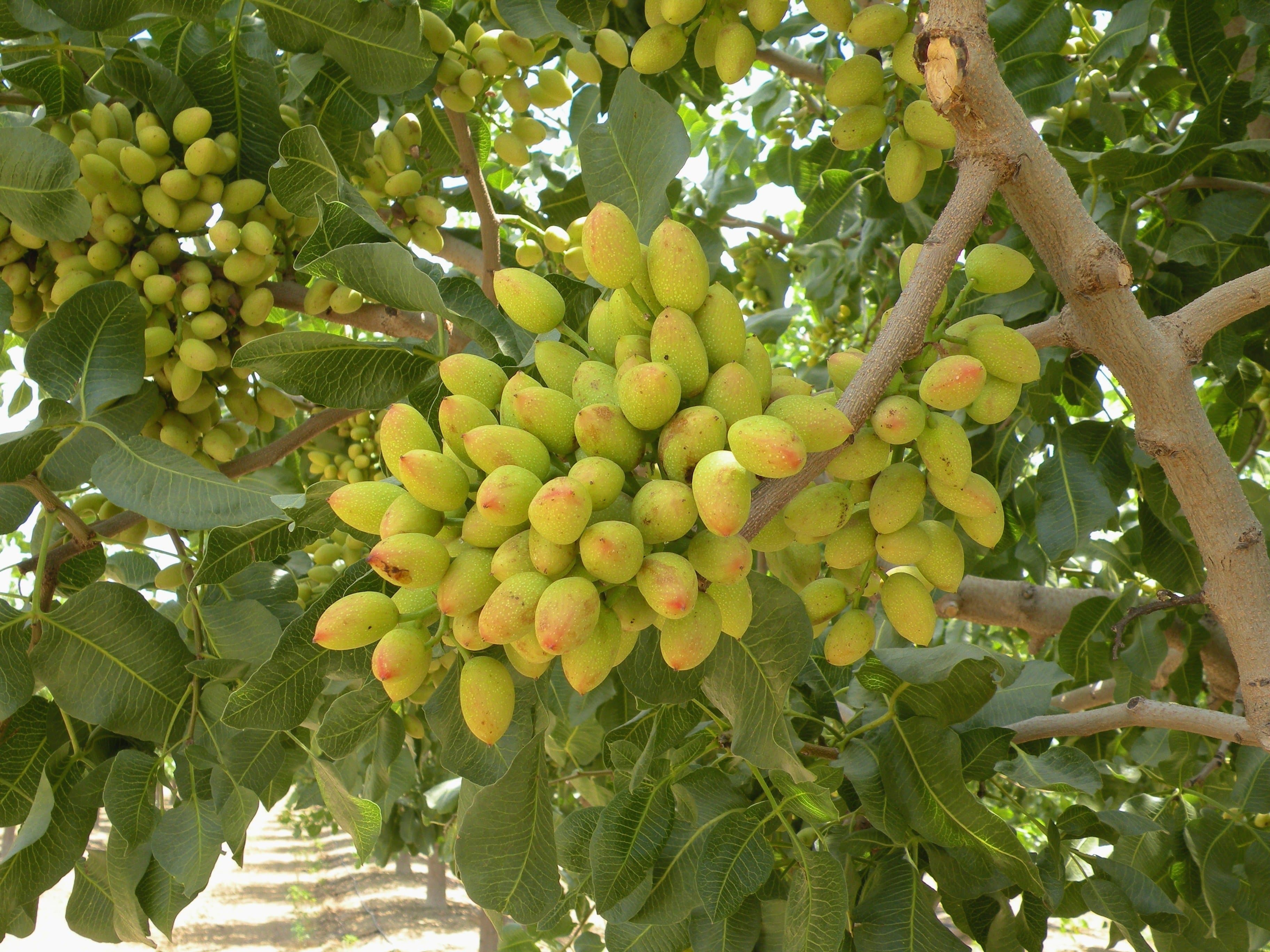 Projections Point to 1.4 Billion Pounds of California Pistachios by 2026