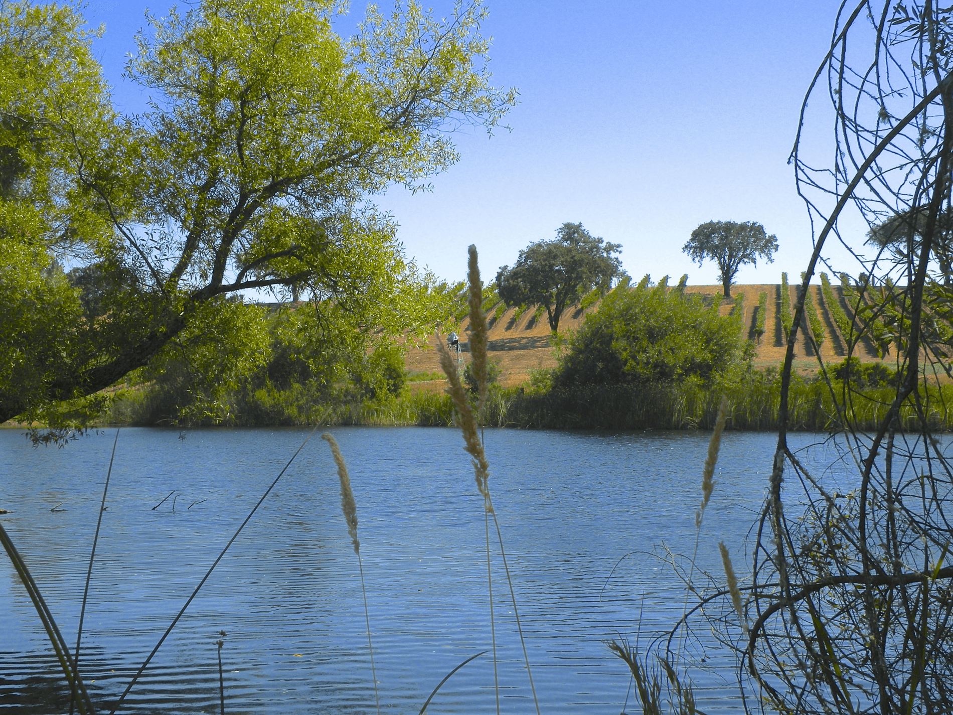 Reclamation Releases Biological Assessment for CA Water Operations