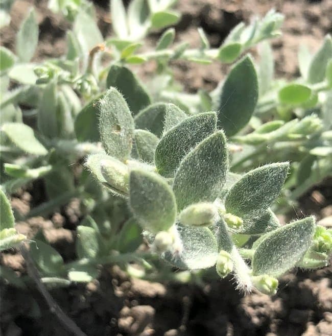 San Joaquin Valley Weed Science Days!
