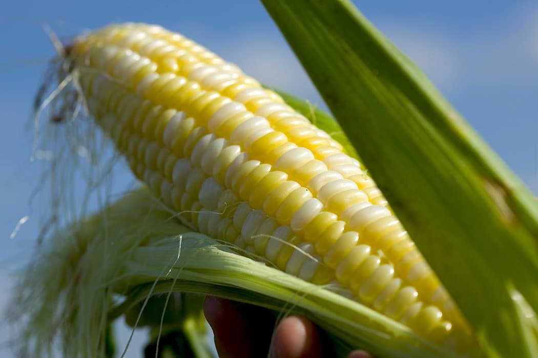 NCGA Statement on E15 Proposed Rule