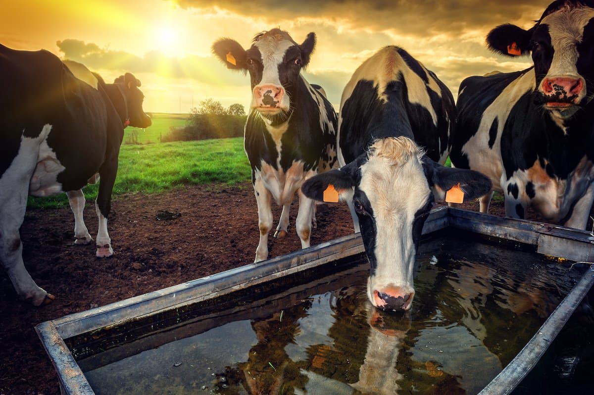Effects of Heat Stress on Dry Cows & Their Next Lactation